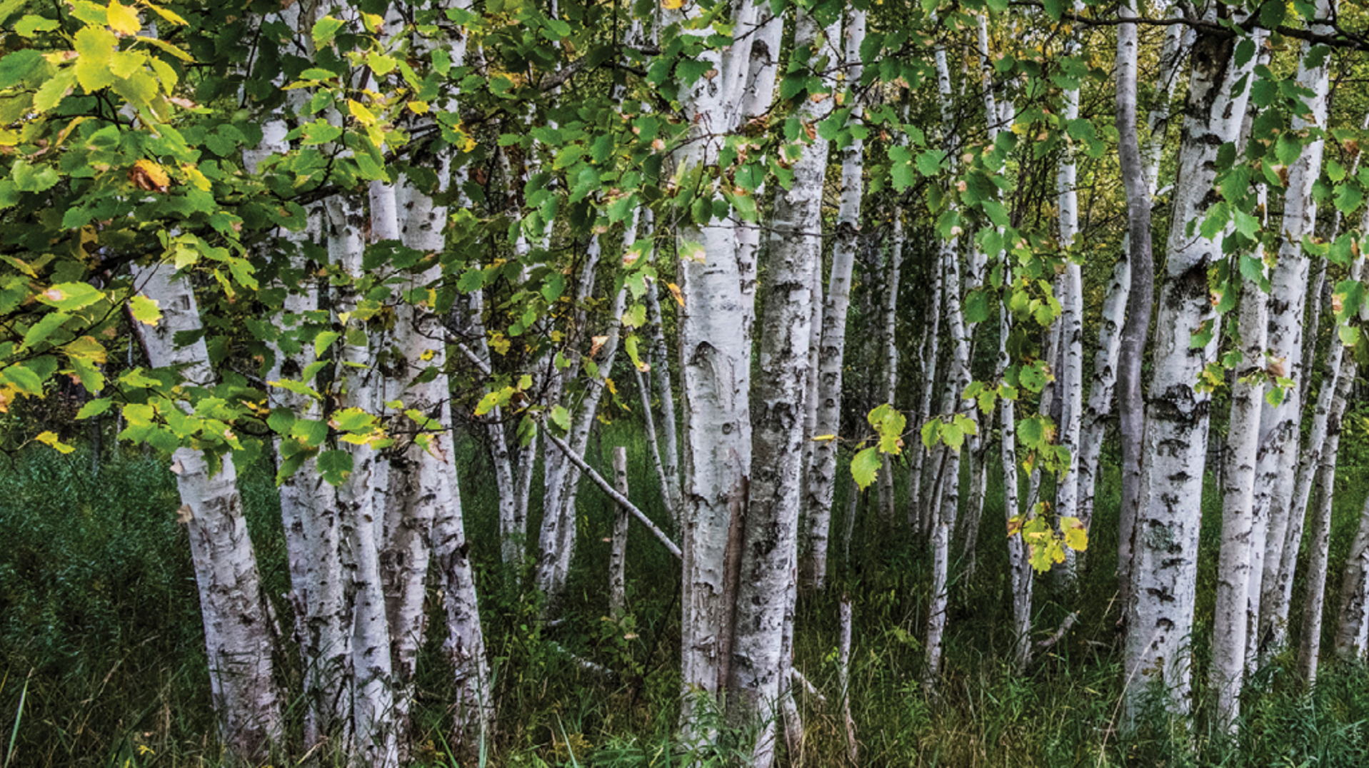 Birch trees in the central upper peninsula of Michigan (lloyd DeGrane, 2020)