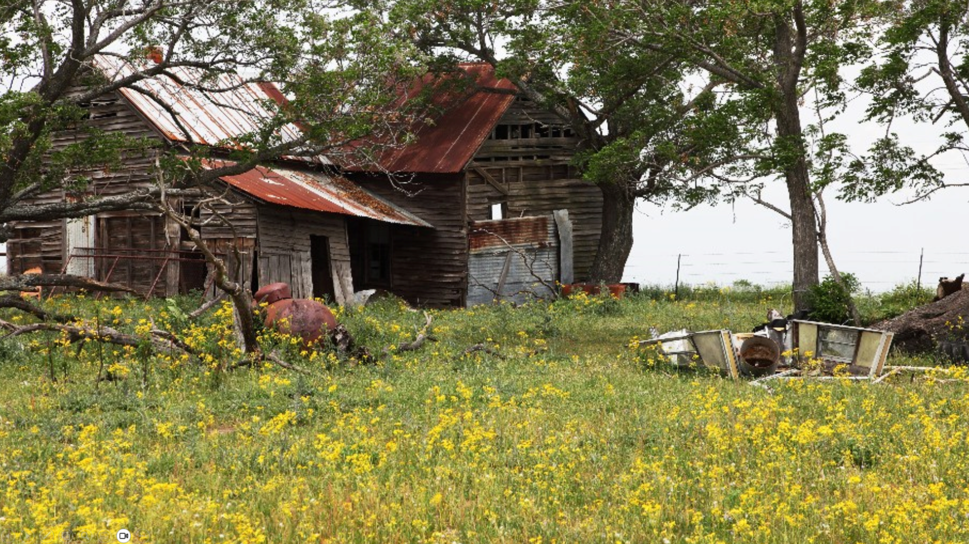 Abandoned rusted barn in flower field.