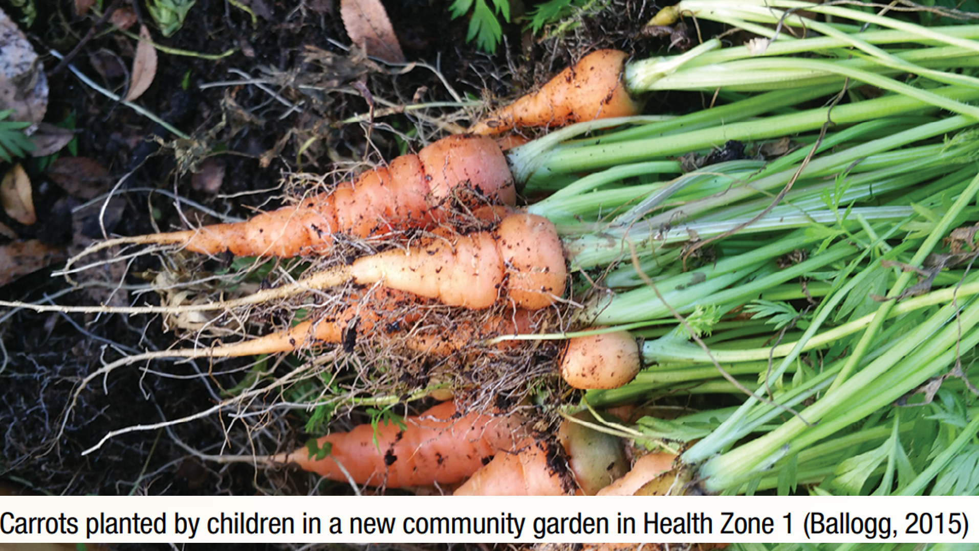 Carrots planted by children in a new community garden in Health Zone 1 (Ballogg, 2015)