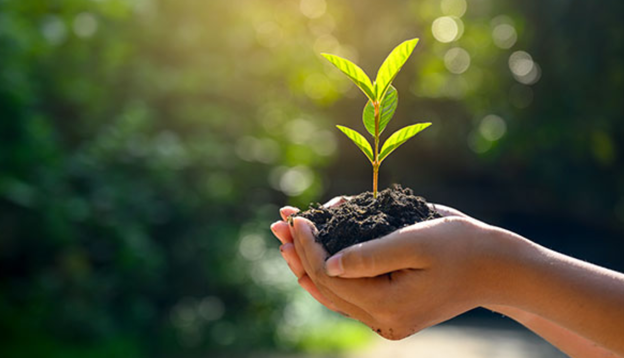 hands holding dirt with a plant growing out of it